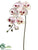 Large Phalaenopsis Orchid Spray - Cream Mauve - Pack of 6