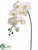 Large Phalaenopsis Orchid Spray - White Yellow - Pack of 6