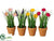 Ranunculus, Muscari - Assorted - Pack of 24