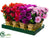 Azalea - Assorted - Pack of 12