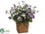 Pansy - Purple Lavender - Pack of 6