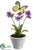 Dancing Primrose - Lavender - Pack of 6