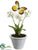 Dancing Primrose - White - Pack of 6