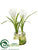 Crocus - White - Pack of 12