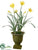 Daffodil - Yellow - Pack of 2