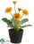 Gerbera Daisy - Yellow - Pack of 6