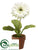 Gerbera Daisy - White - Pack of 4