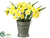 Daffodil - Yellow - Pack of 6