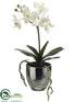 Silk Plants Direct Phalaenopsis Orchid Plant - Cream - Pack of 2