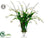 Tulip - Cream White - Pack of 1