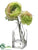 Ranunculus - Green - Pack of 6