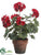 Geranium - Red - Pack of 4