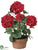 Geranium - Red - Pack of 4