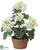 Geranium - White - Pack of 4