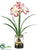 Amaryllis - Red Cream - Pack of 4