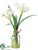 Narcissus - White - Pack of 12