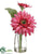 Gerbera Daisy - Rose Two Tone - Pack of 12