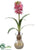 Hyacinth - Cerise - Pack of 6