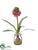 Hyacinth - Cerise - Pack of 12