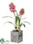 Hyacinth - Cerise - Pack of 4