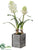 Hyacinth - White - Pack of 4