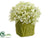 Hydrangea - Green - Pack of 6