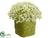 Hydrangea - Green - Pack of 4