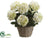 Hydrangea - White Green - Pack of 1