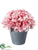 Hydrangea – Rose Cream - Pack of 6