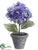 Hydrangea - Lavender - Pack of 6