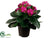 Kalanchoe Bush - Orchid - Pack of 12