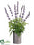 Lavender, Rosemary - Lavender - Pack of 6