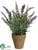 Lavender, Astilbe - Purple Lavender - Pack of 6