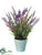 Lavender - Lavender Purple - Pack of 12