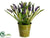 Muscari - Purple - Pack of 6