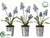 Muscari - Lavender - Pack of 6