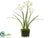 Narcissus - White - Pack of 6