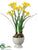 Narcissus - Yellow - Pack of 4