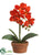 Phalaenopsis Orchid Plant - Flame - Pack of 4