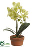 Silk Plants Direct Phalaenopsis Orchid Plant - Green - Pack of 4