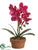 Phalaenopsis Orchid Plant - Violet - Pack of 4