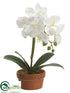 Silk Plants Direct Phalaenopsis Orchid Plant - White - Pack of 4