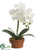 Phalaenopsis Orchid Plant - White - Pack of 4