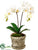 Silk Plants Direct Phalaenopsis Orchid - White - Pack of 4