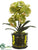 Phalaenopsis Orchid Plant - Green - Pack of 4