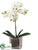 Phalaenopsis Orchid Plant - White - Pack of 4