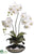 Phalaenopsis Orchid Plant - White Green - Pack of 1