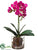 Phalaenopsis Orchid Plant - Orchid - Pack of 4