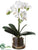 Phalaenopsis Orchid Plant - White - Pack of 4