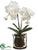 Phalaenopsis Orchid Plant - White - Pack of 1